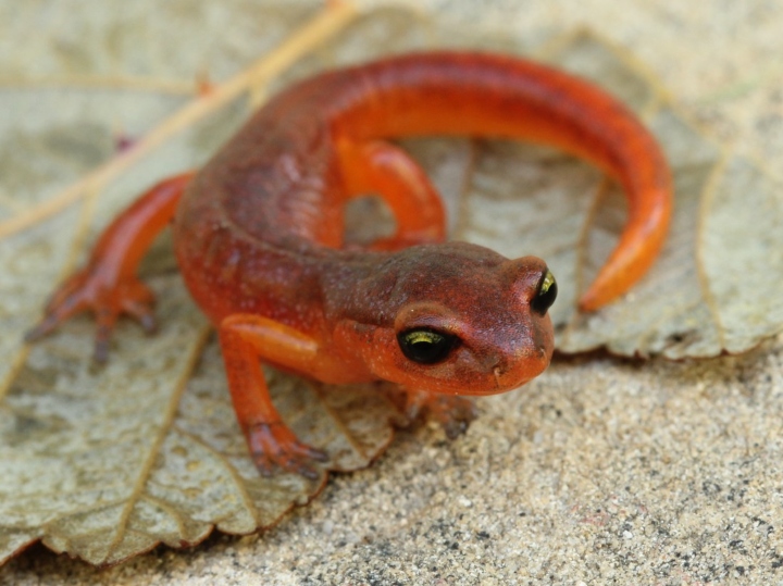 Yellow-eyed Ensatina